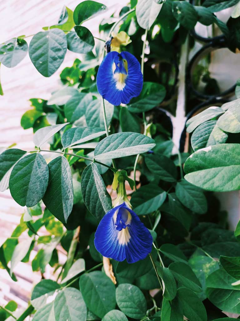 aprajita plant mistakes to avoid