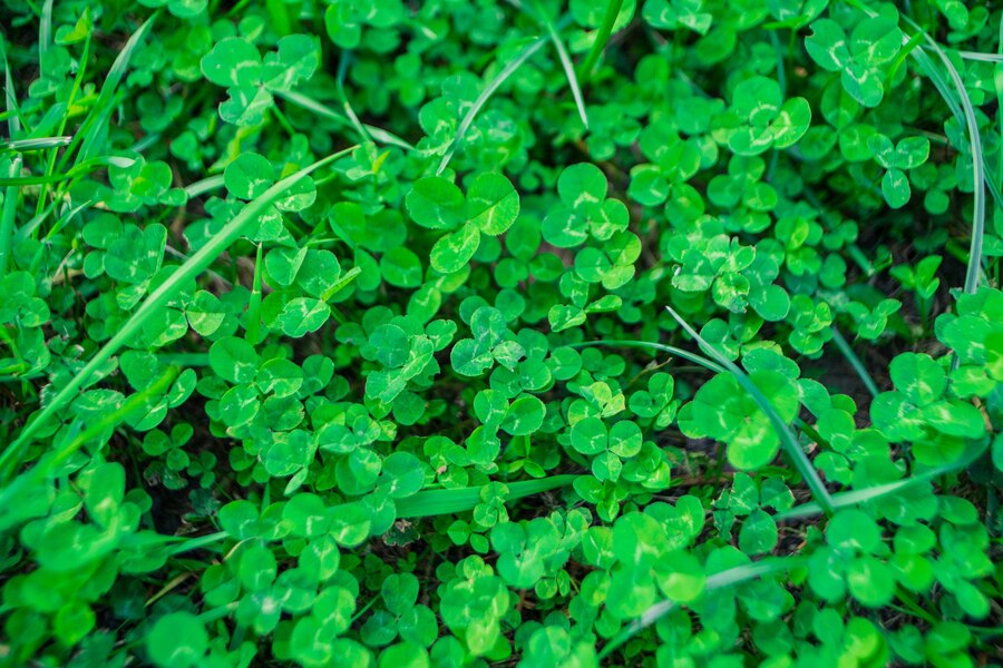 aquatic plant fish Moneywort