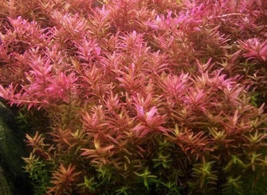 aquatic plant fish Rotala Rotundifolia