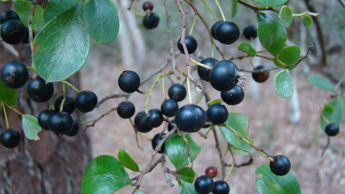 are sparkle berries edible