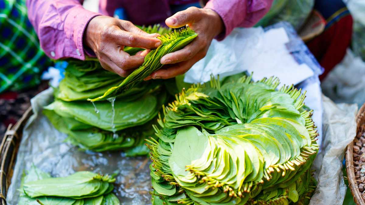 Significance Of Using Betel Leaf In Puja Rituals, Expert Weighs In ...