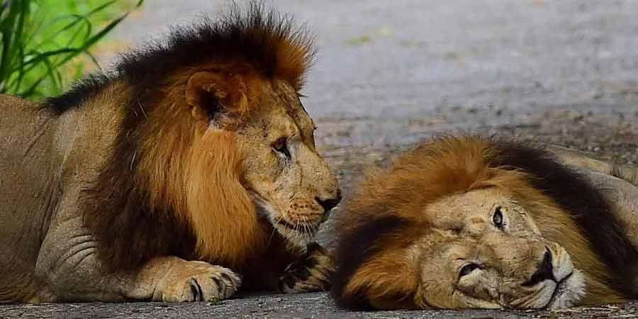 bannerghatta national park