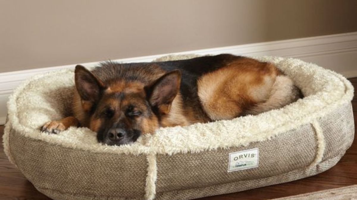 Dog beds outlet for babies