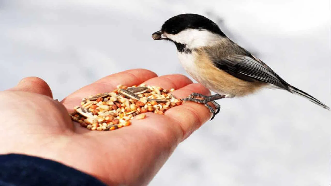 benefits of Feeding Birds and Animals