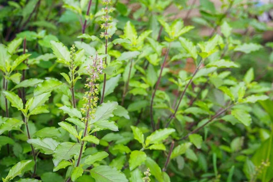 Tulsi Plant Care सर्दियों के मौसम में आखिर क्यों सूख जाता है तुलसी का