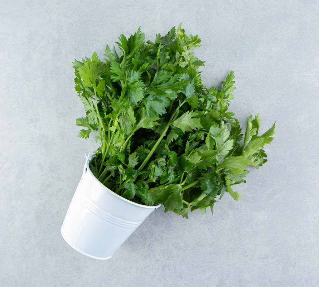 coriander plant and its gardening