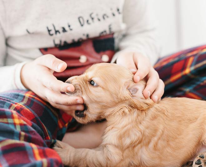 do i apply and claim pet insurance