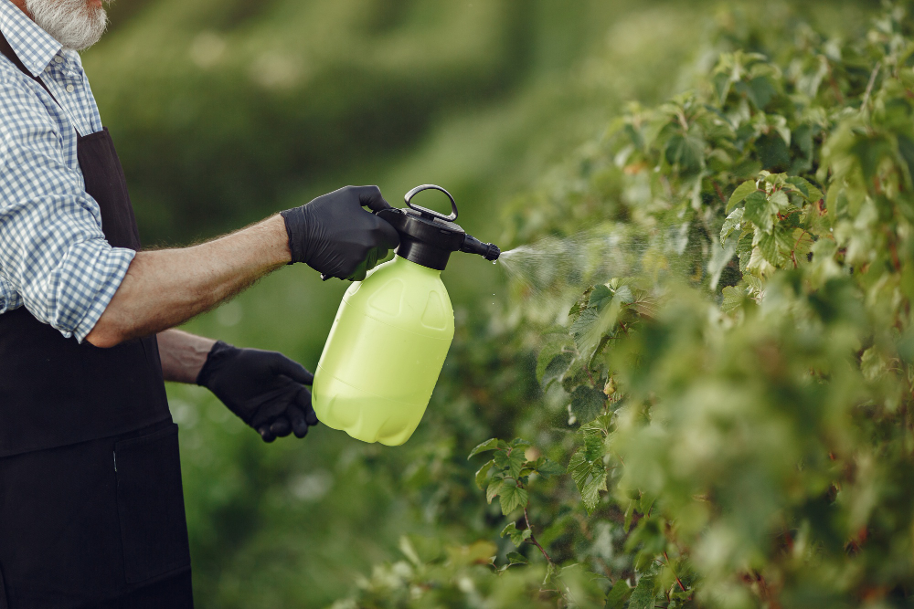 farmer spraying vegetables garden with herbicides man black apron