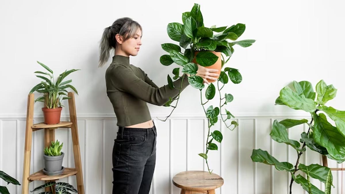Discover The 8 Fastest Growing Houseplants To Elevate Your Space