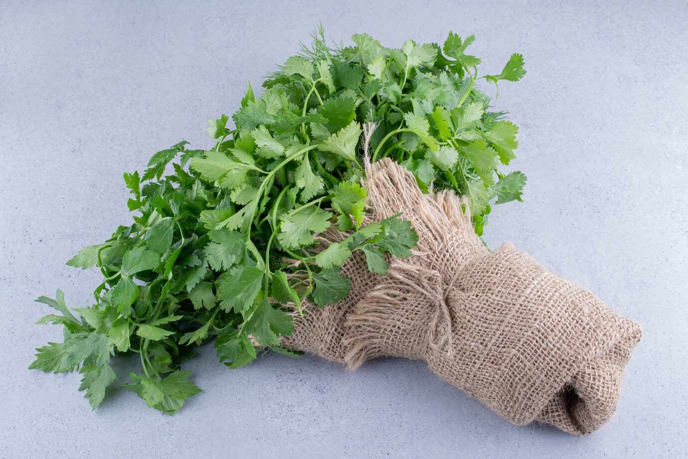 gardening hack for coriander plant
