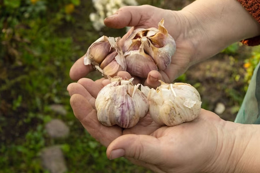garlic compost