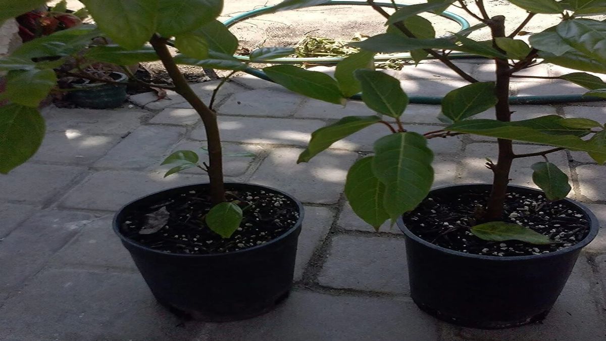 ghar mein gular ka ped hona chahiye ya nahi