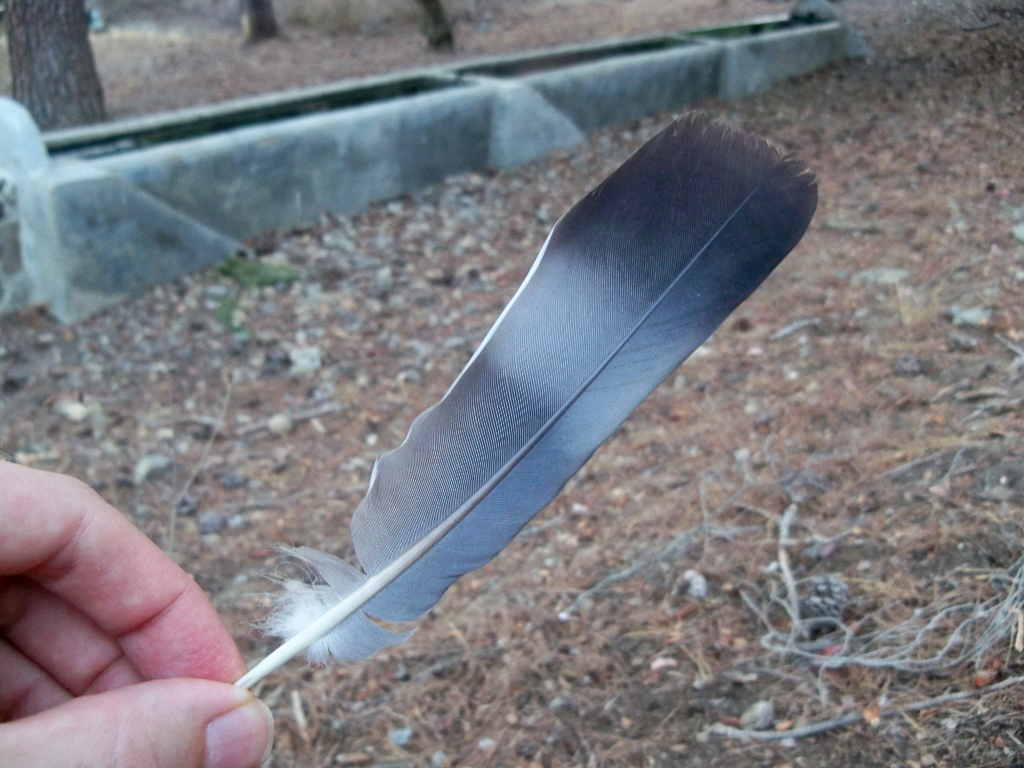 ghar mein kabutar ka pankh rakhna