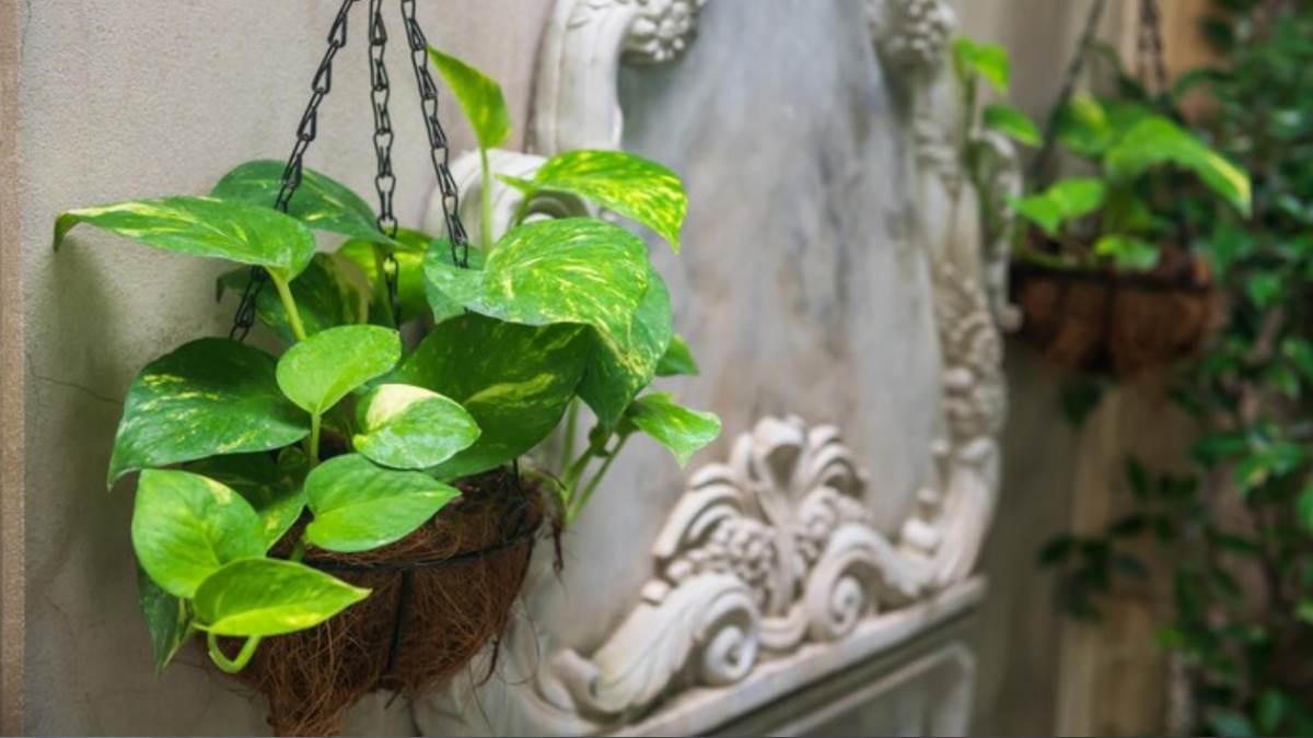 gifted money plant ghar mein laga skte hain