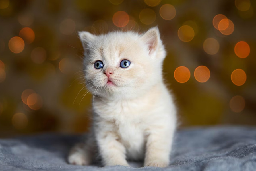 happy cat dream meaning