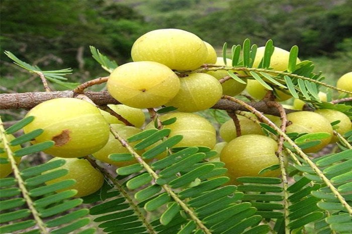 healthy Amla benefits 