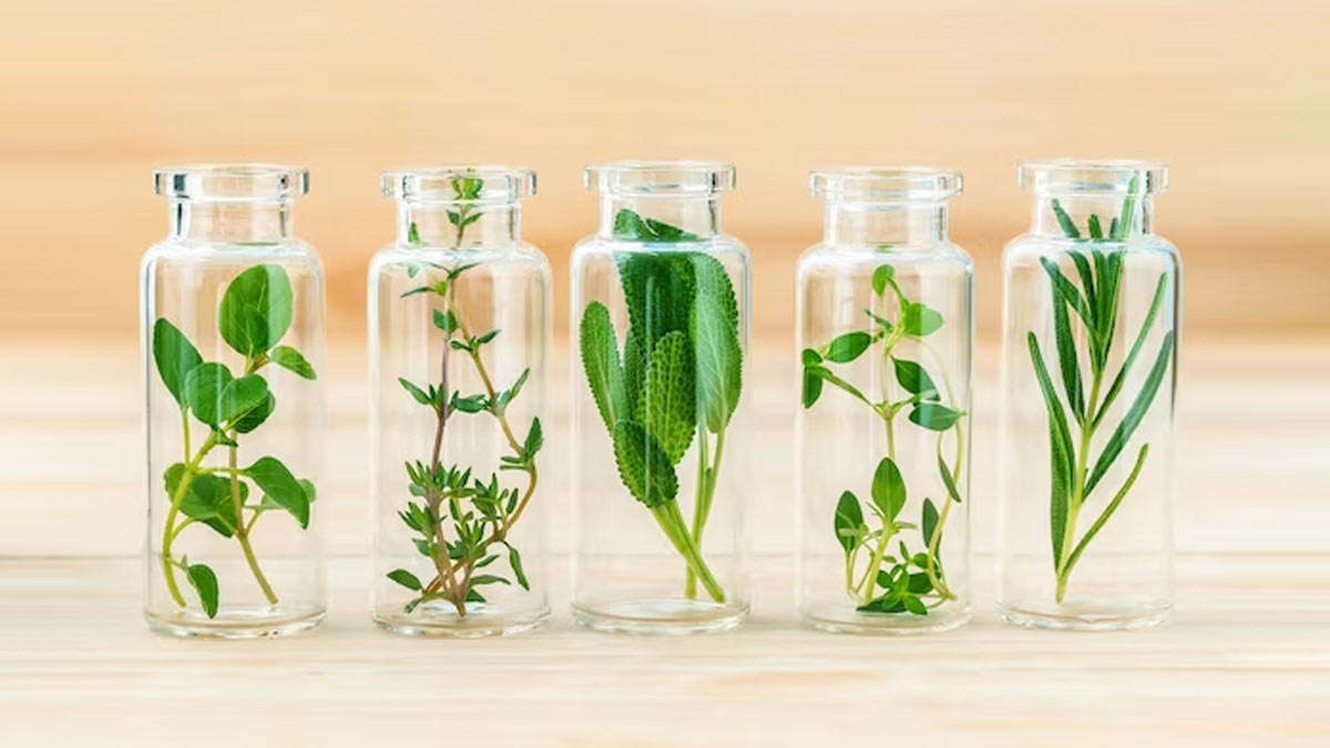 6 Herbs That Can Thrive In Water For Your Indoor Garden