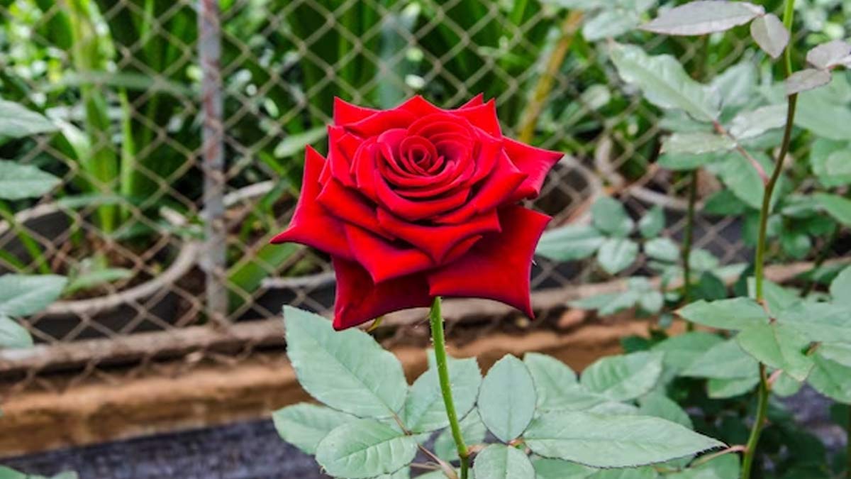 how to care for rose plants  winter