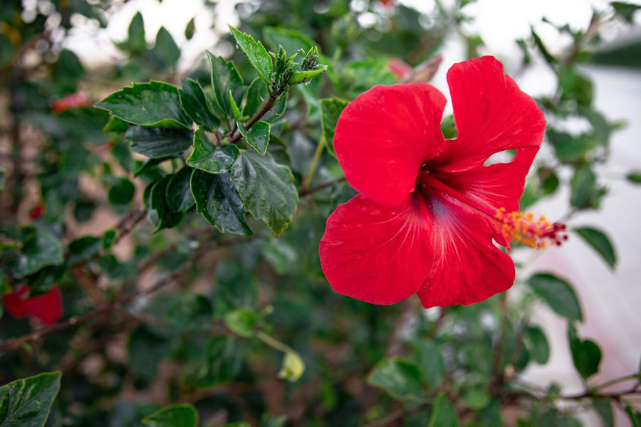 how to get rid of white insects on hibiscus plant