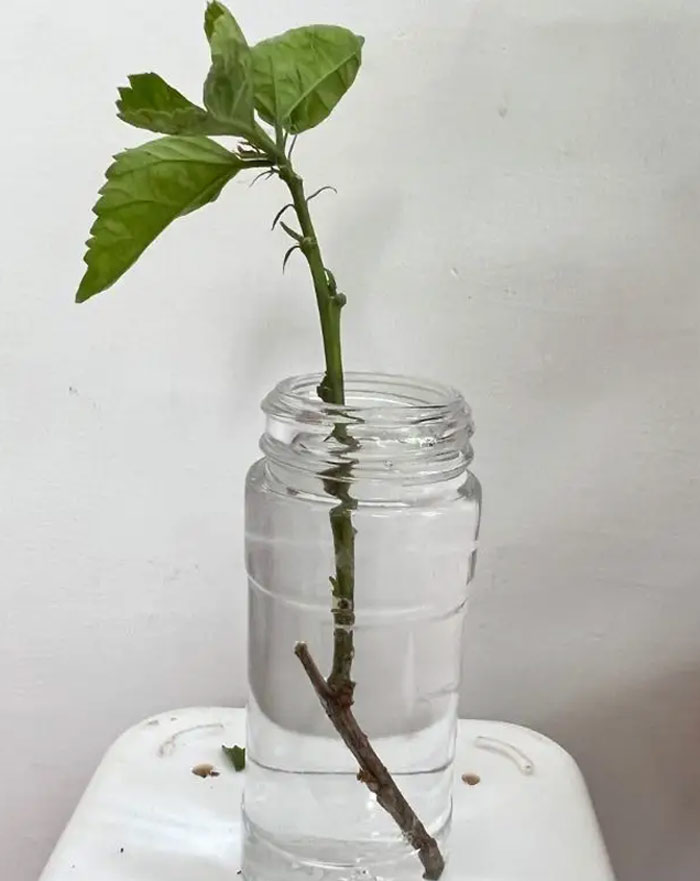 how to grow hibiscus cutting in water