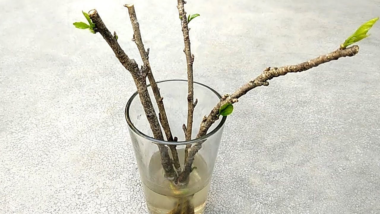 how to grow hibiscus plant from cutting in water