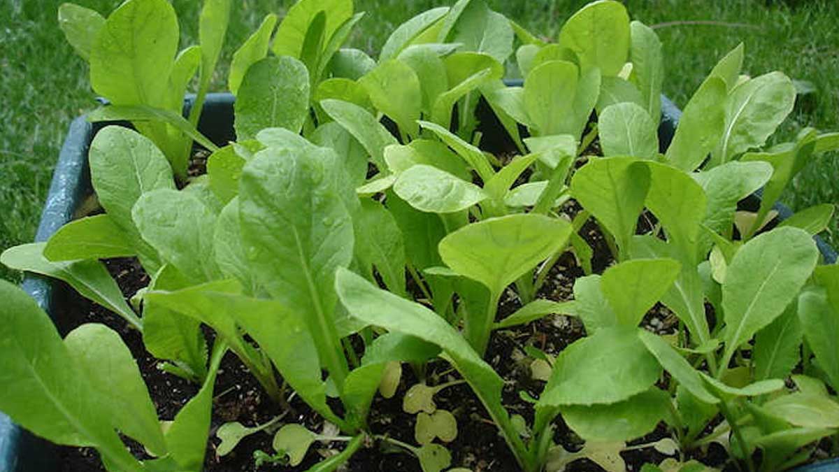 into-the-bloom-how-to-grow-mustard-greens-at-home-herzindagi