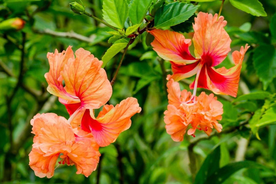 how to remove mealybugs from hibiscus tree