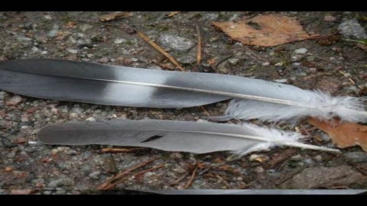 kya ghar mein kabutar ka pankh rakhna chahiye