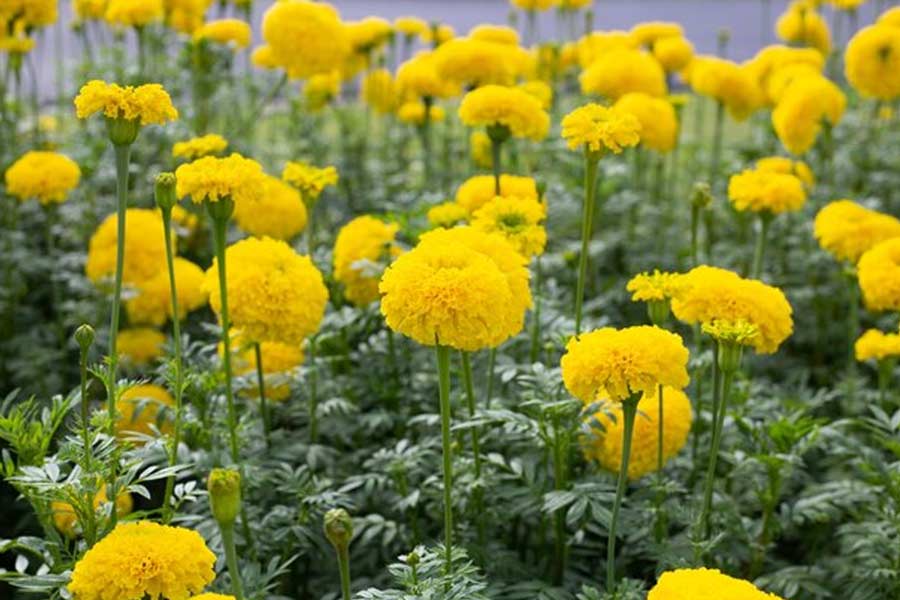 marigold plant best place