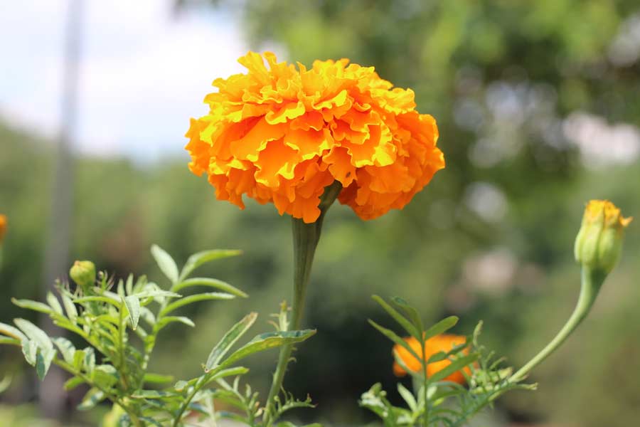 marigold plant vastu tips