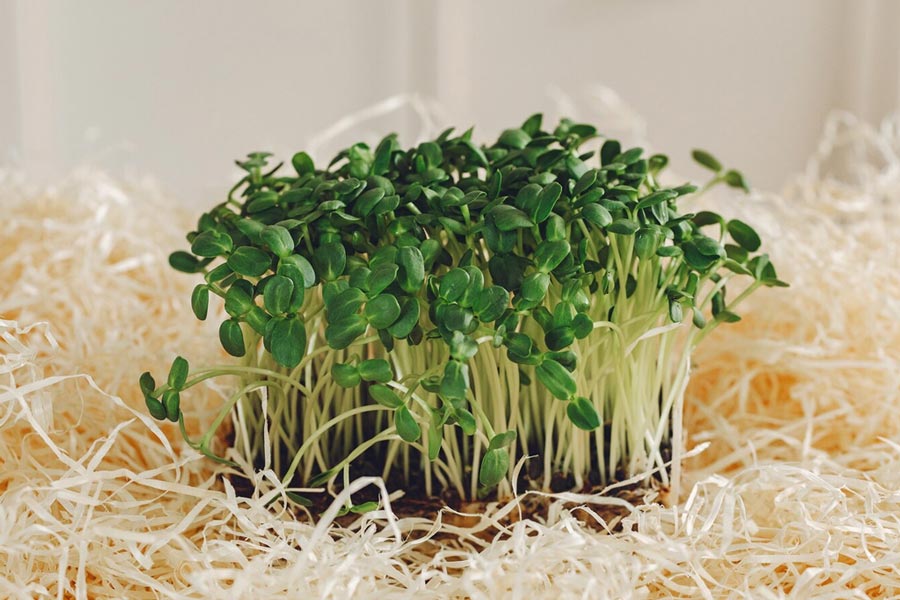 microgreen planting soil preprations