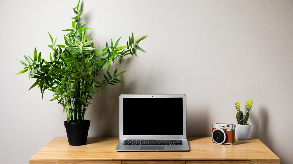 5 Indoor Plants That Can Beautify Your Office Desk