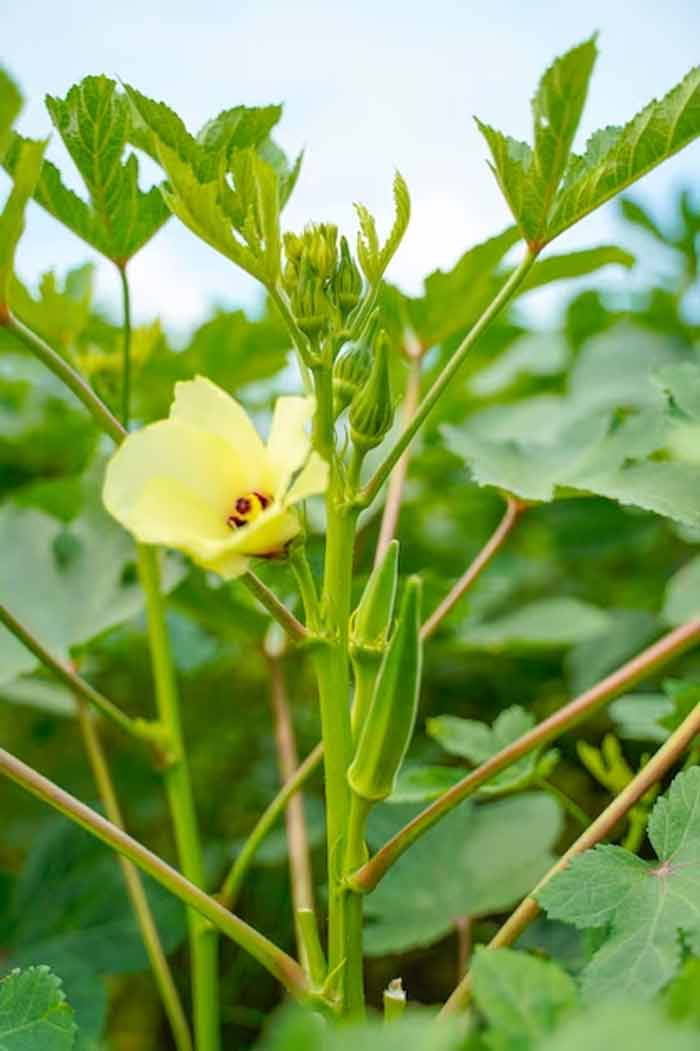 ஆந்திரா ஸ்பெஷல் வெண்டைக்காய் வேப்புடு செய்முறை! cooking way of andhra