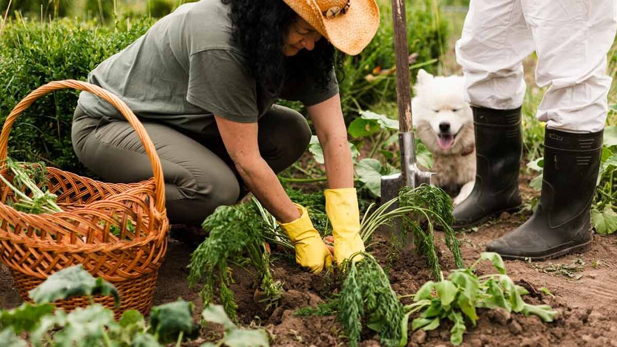 Sustainable Gardening: 5 Tips To Keep In Mind When Growing Organic Plants