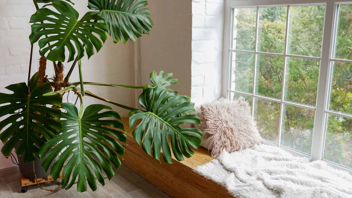 Vastu Tips Expert Tells Directions To Put These 4 Plants In House