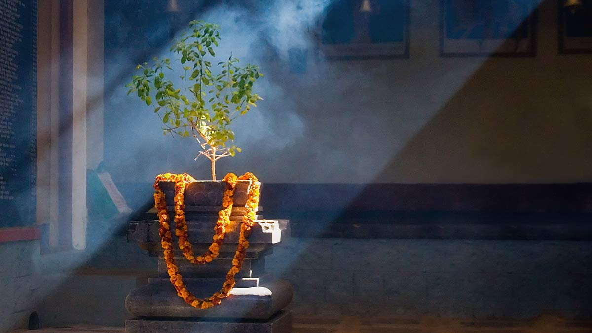 signals of money from tulsi plant at home hindi