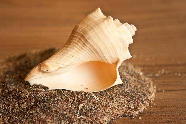 significance of keeping shankh at home temple