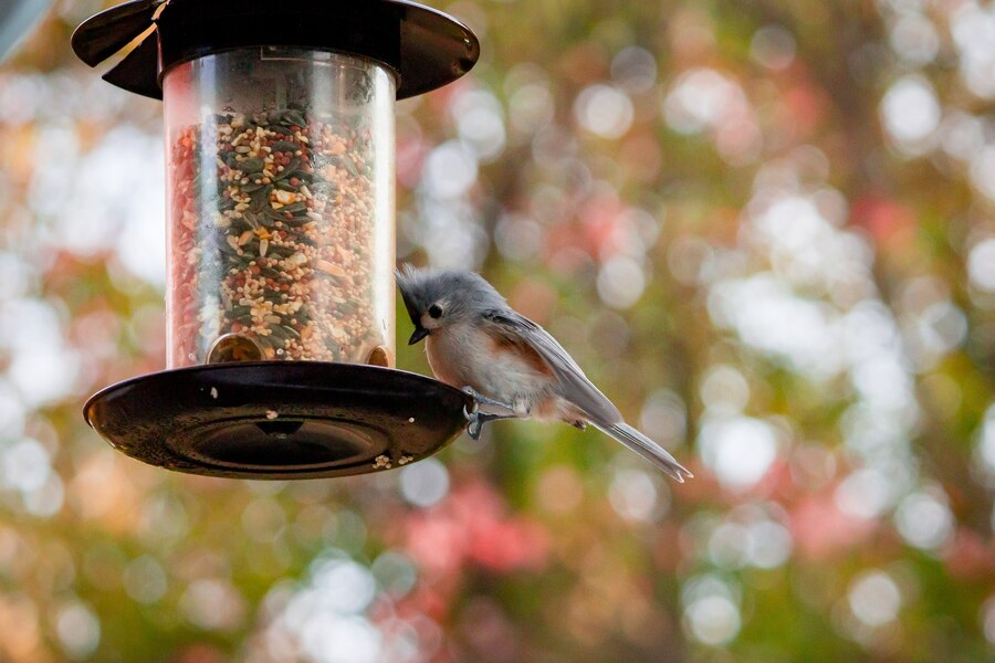 sustainable Bird Feeders