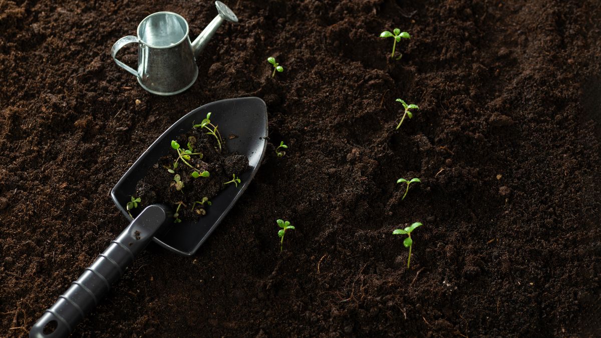 tips for sowing money plant