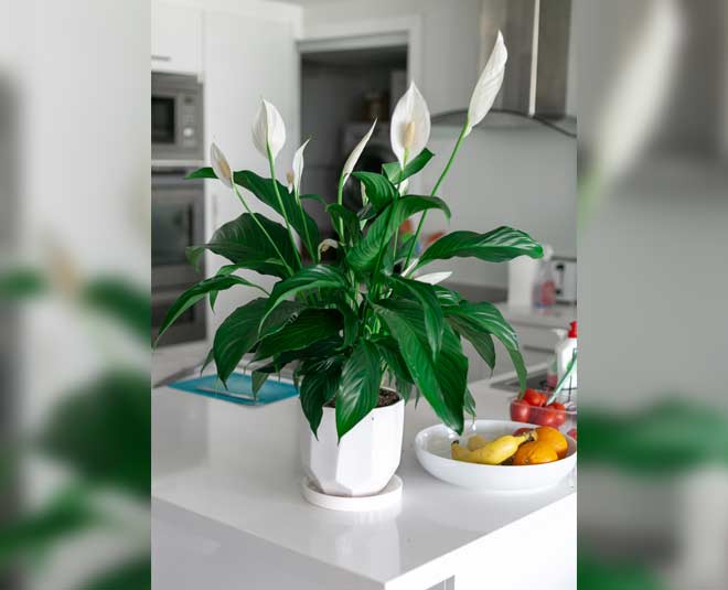 unique christmas gifts for adults