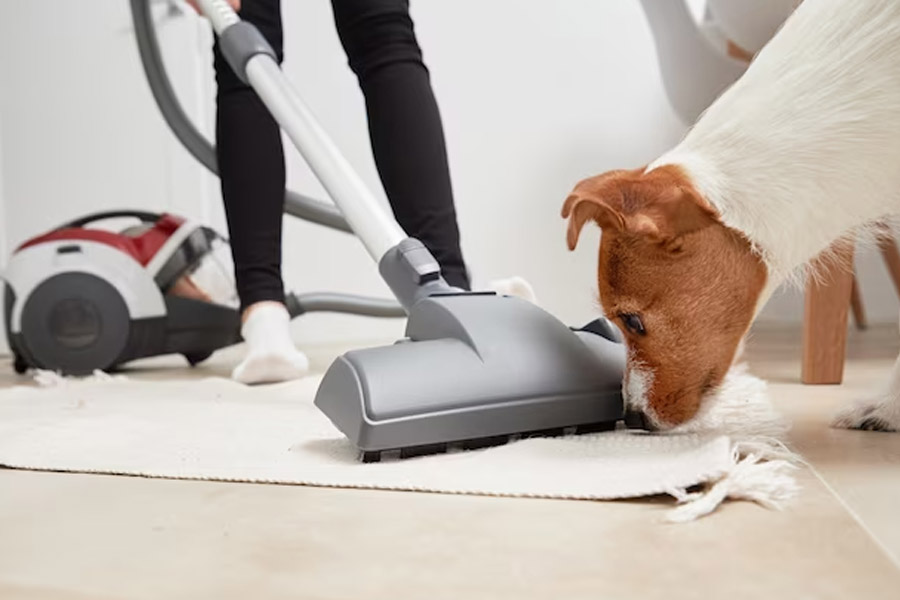 vaccum cleaning for pets