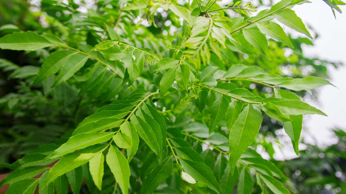 Vastu Expert Tells Right Direction To Place Curry Leaf Plant For ...