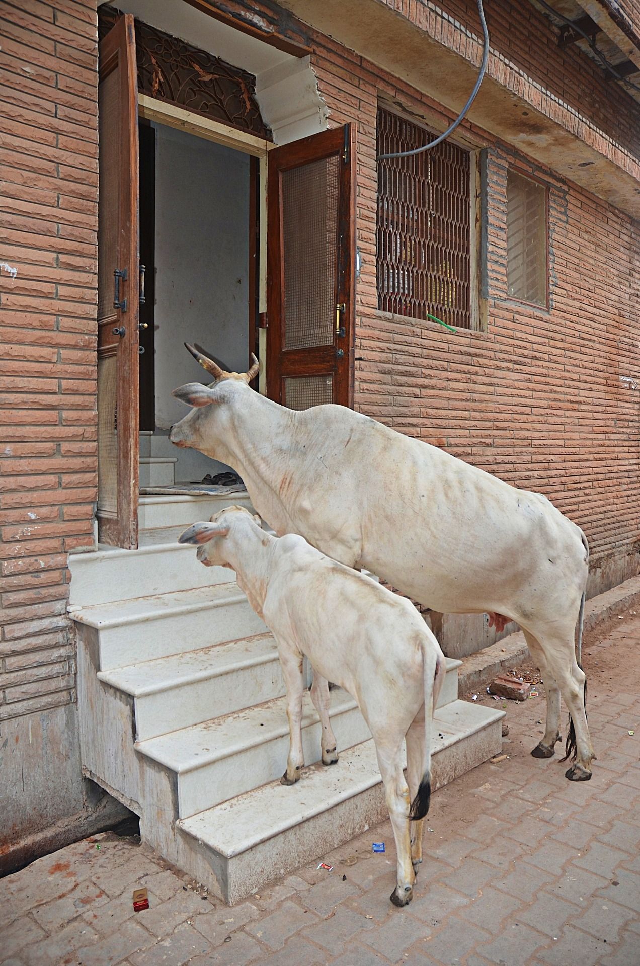 what happened if we see cow outside home