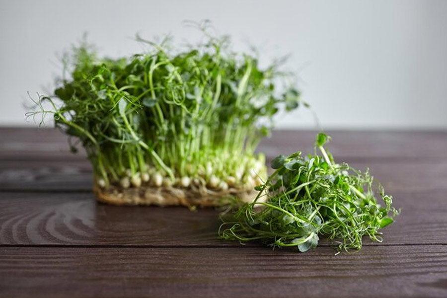 what is microgreens