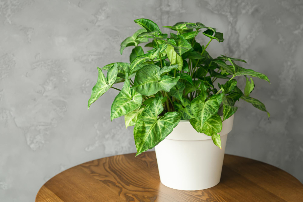 what to do if money plant leaves turn yellow