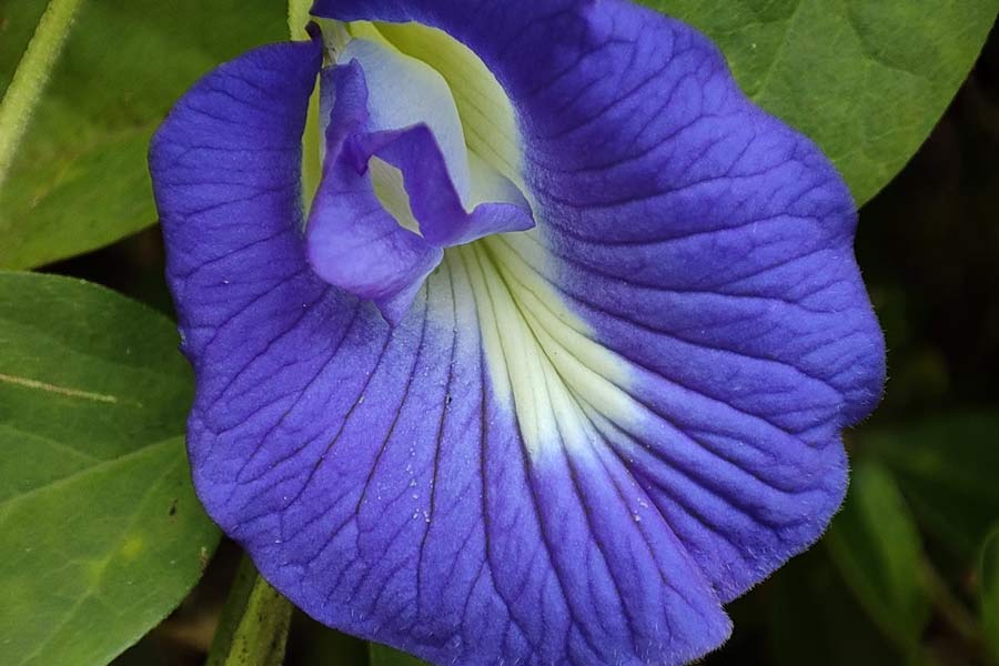 where to keep aprajita plant at home