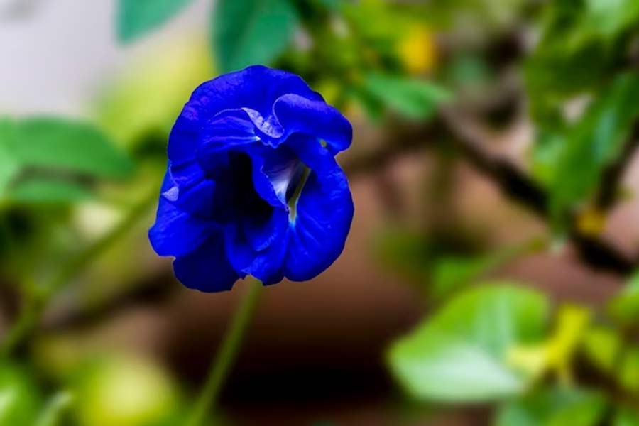 where to keep aprajita plant