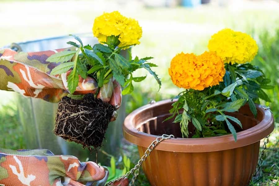which planter is best for marigold plant