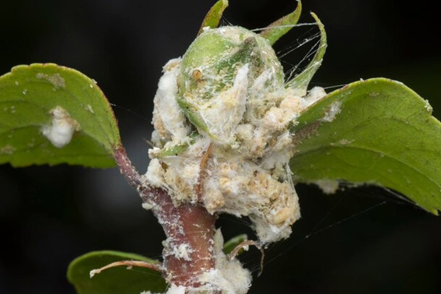 white bugs on hibiscus plant