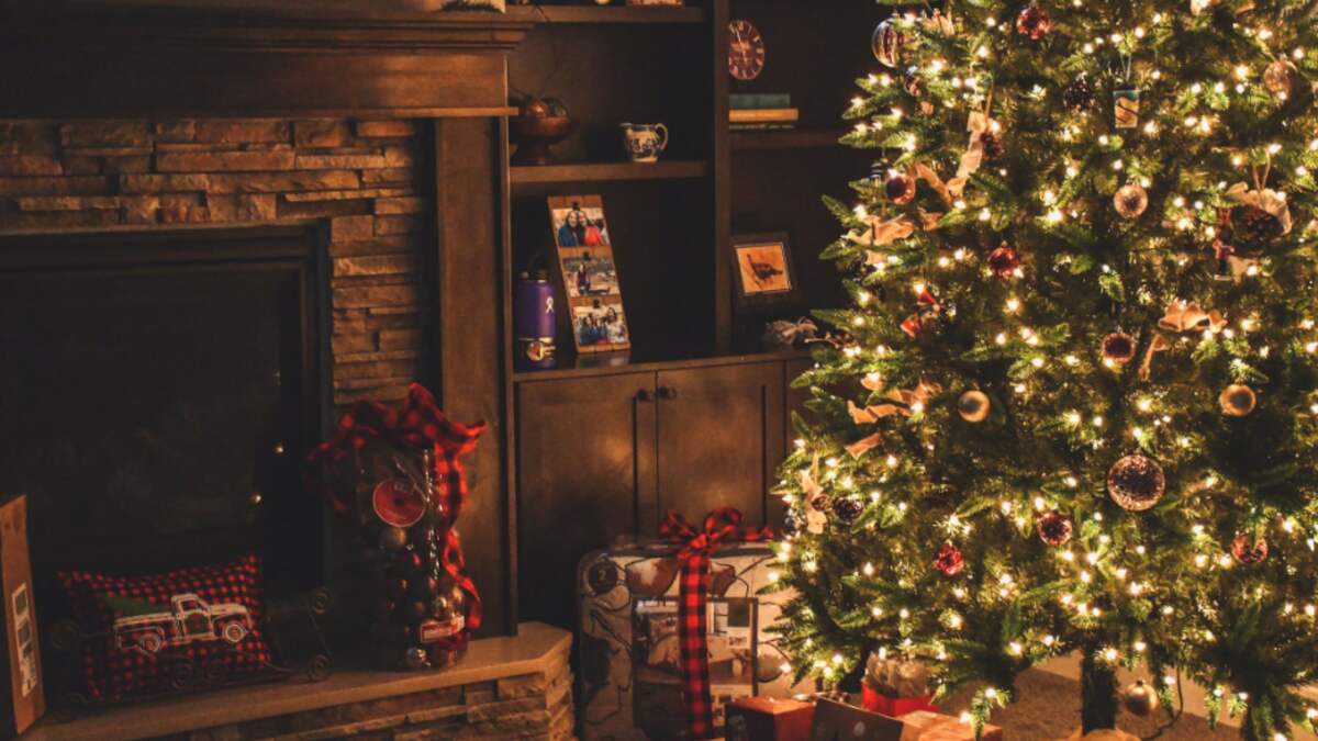 Christmas Trees: जिंगल बेल्ल-जिंगल बेल्ल गाते-गाते क्रिसमस सेलिब्रेट करना है, तो पहले क्रिसमस ट्री घर लाए 